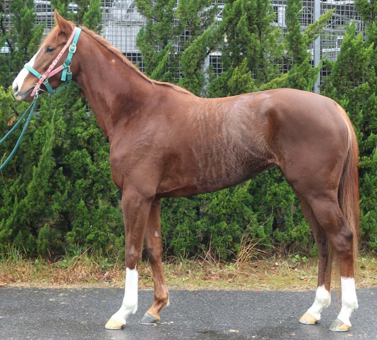 ショウナンラフィネ　　牝３歳　　※中央競馬　登録抹消_main1