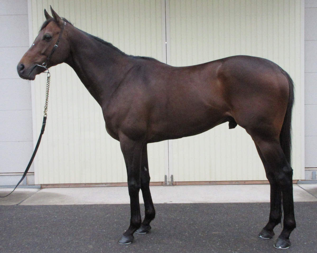 フロスティクォーツ 牡7歳 ※中央競馬 登録抹消 | サラブレッド