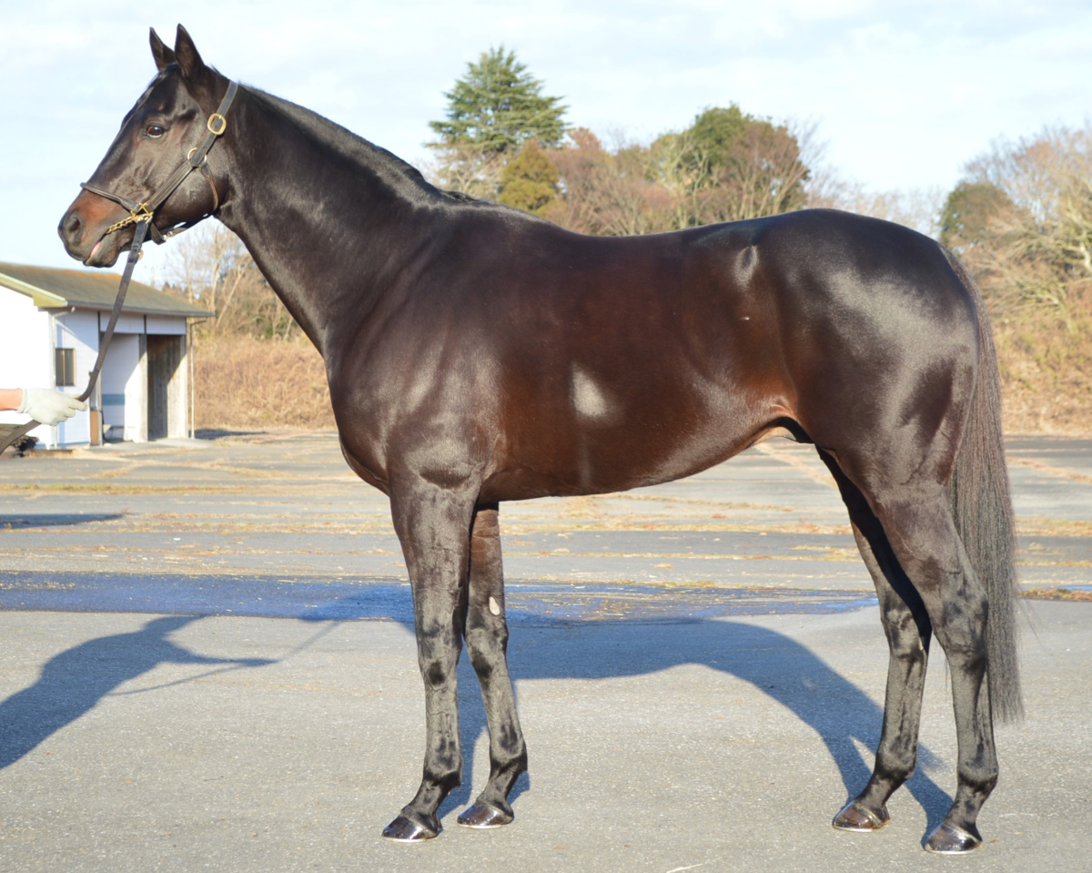 ゴールデンシロップ 牡7歳 ※中央競馬 登録抹消 | サラブレッド