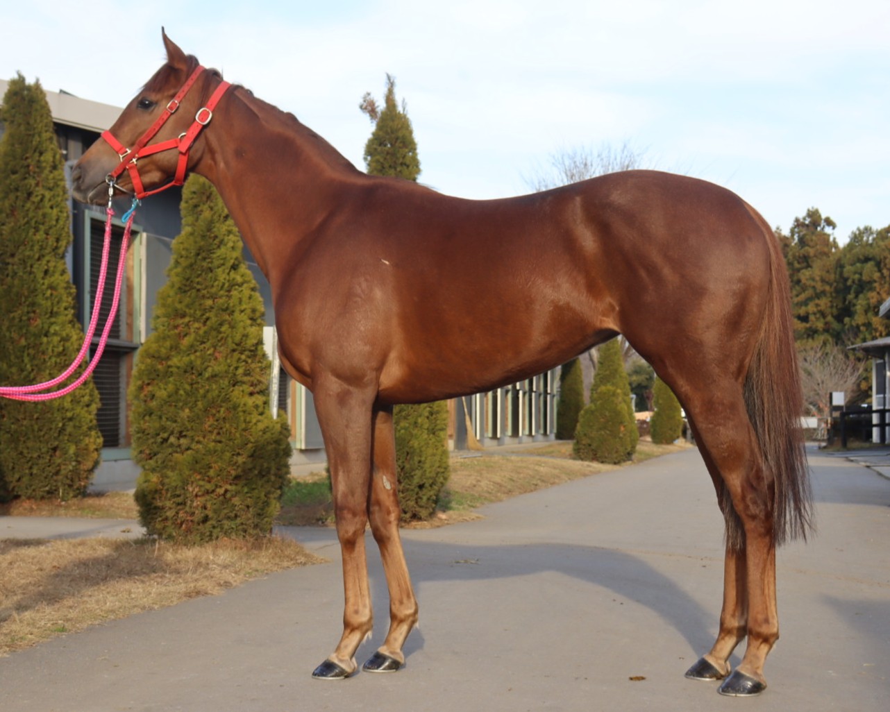 コオリナラグーン　　牝３歳　　※地方競馬　在籍_main1