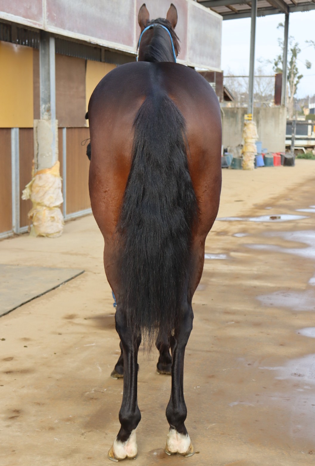 ストライプブルー 牡3歳 ※中央競馬 登録抹消 | サラブレッドオークション