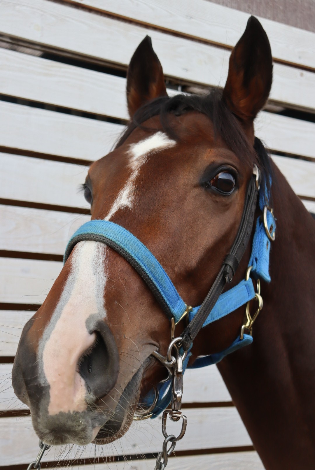 ストライプブルー 牡3歳 ※中央競馬 登録抹消 | サラブレッドオークション