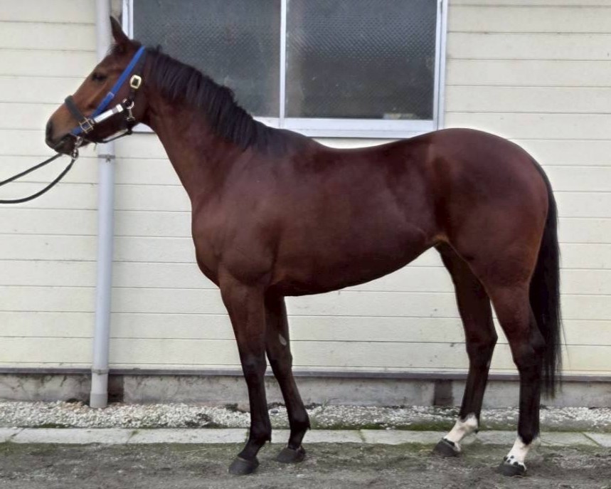 ラブミーヘンリー　　牝３歳　　※地方競馬　在籍_main1