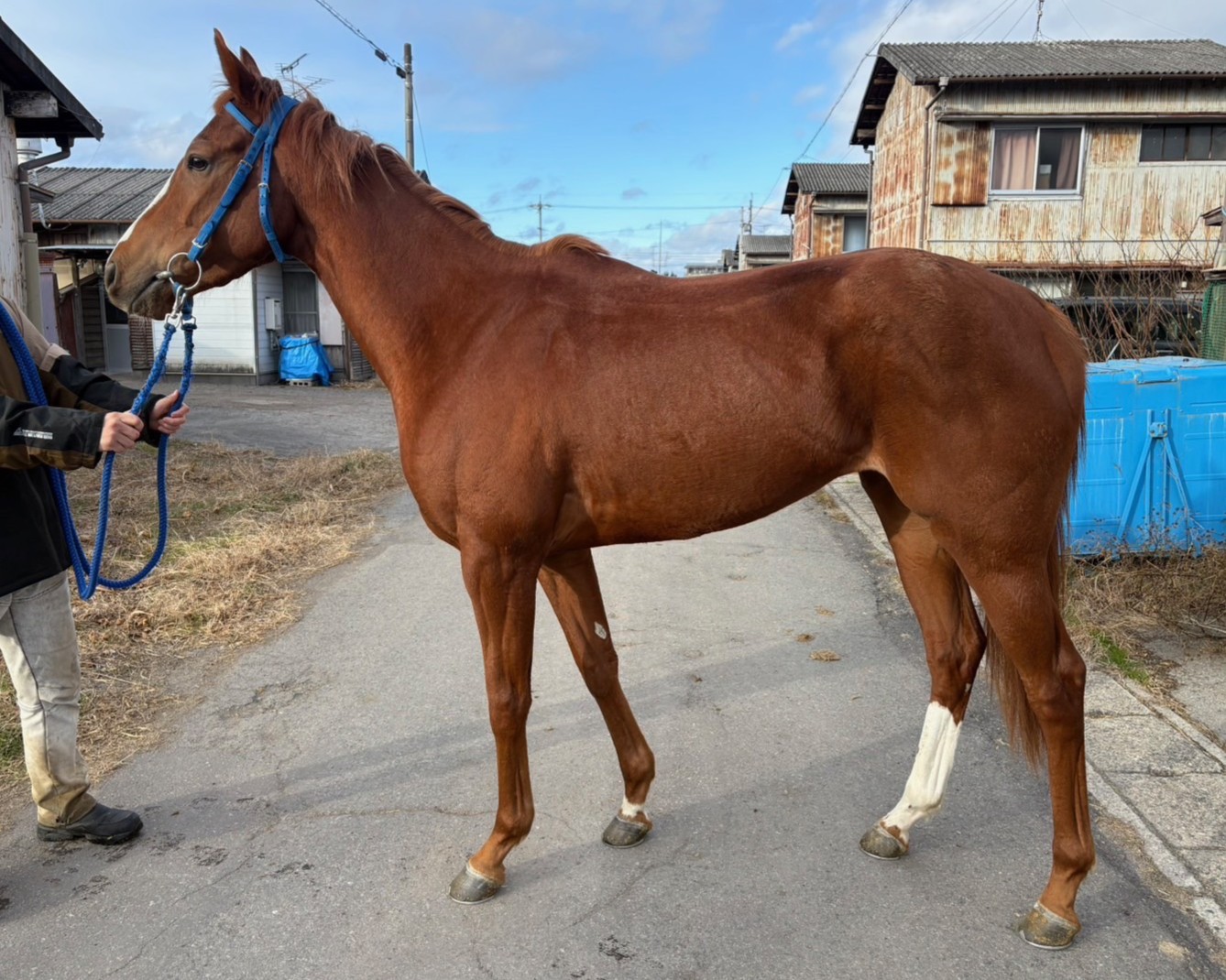ミコニス　　牝３歳　　※地方競馬　在籍_main1