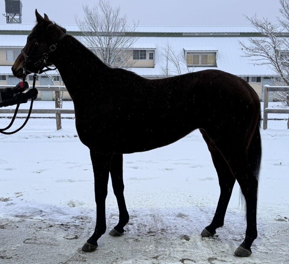 カリスティア　　牝４歳　　※地方競馬　在籍_main1