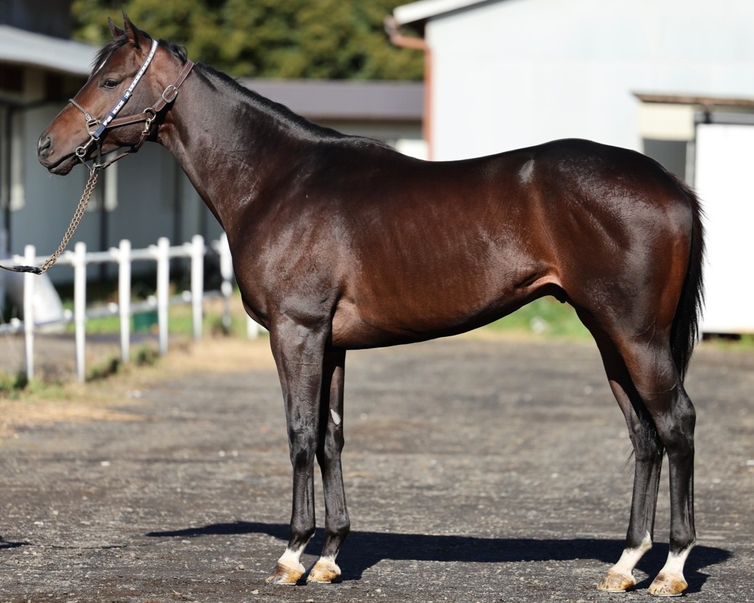 ブライトリーダーズ　　牡４歳　　※地方競馬　在籍_main1