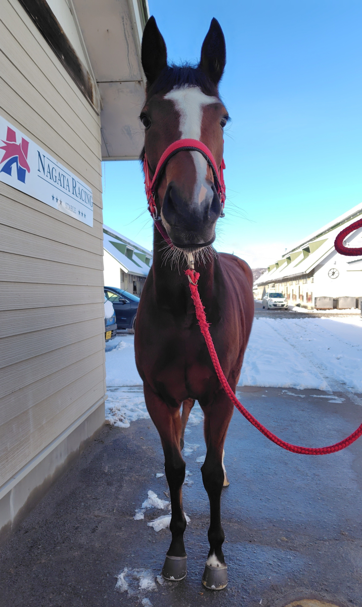 チビアーサー 牝4歳 ※地方競馬 在籍 | サラブレッドオークション