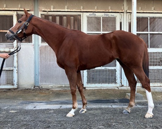 フローラビーナス　　牝４歳　　※地方競馬　在籍_main1