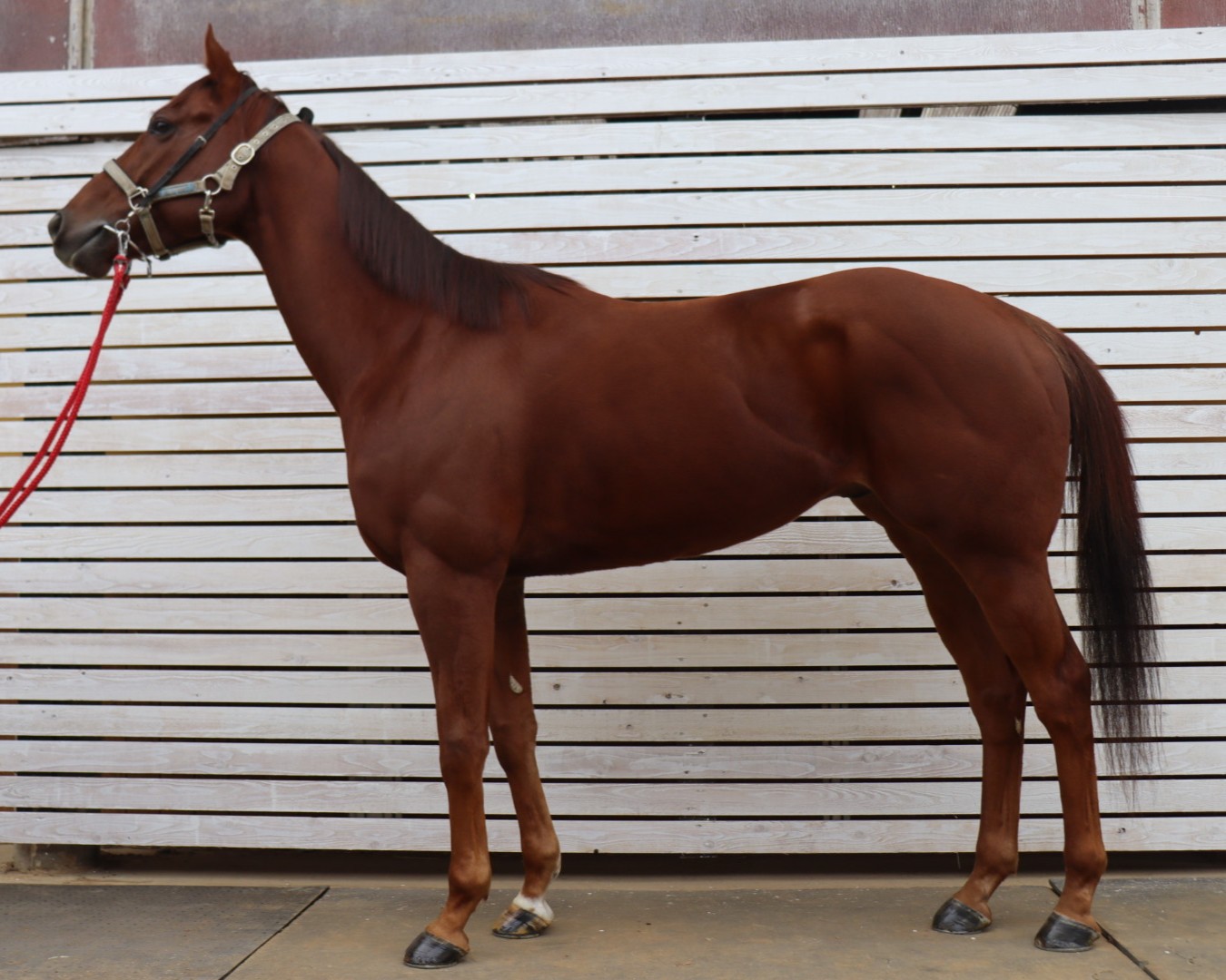 コールブランド　　セン５歳　　※地方競馬　在籍_main1