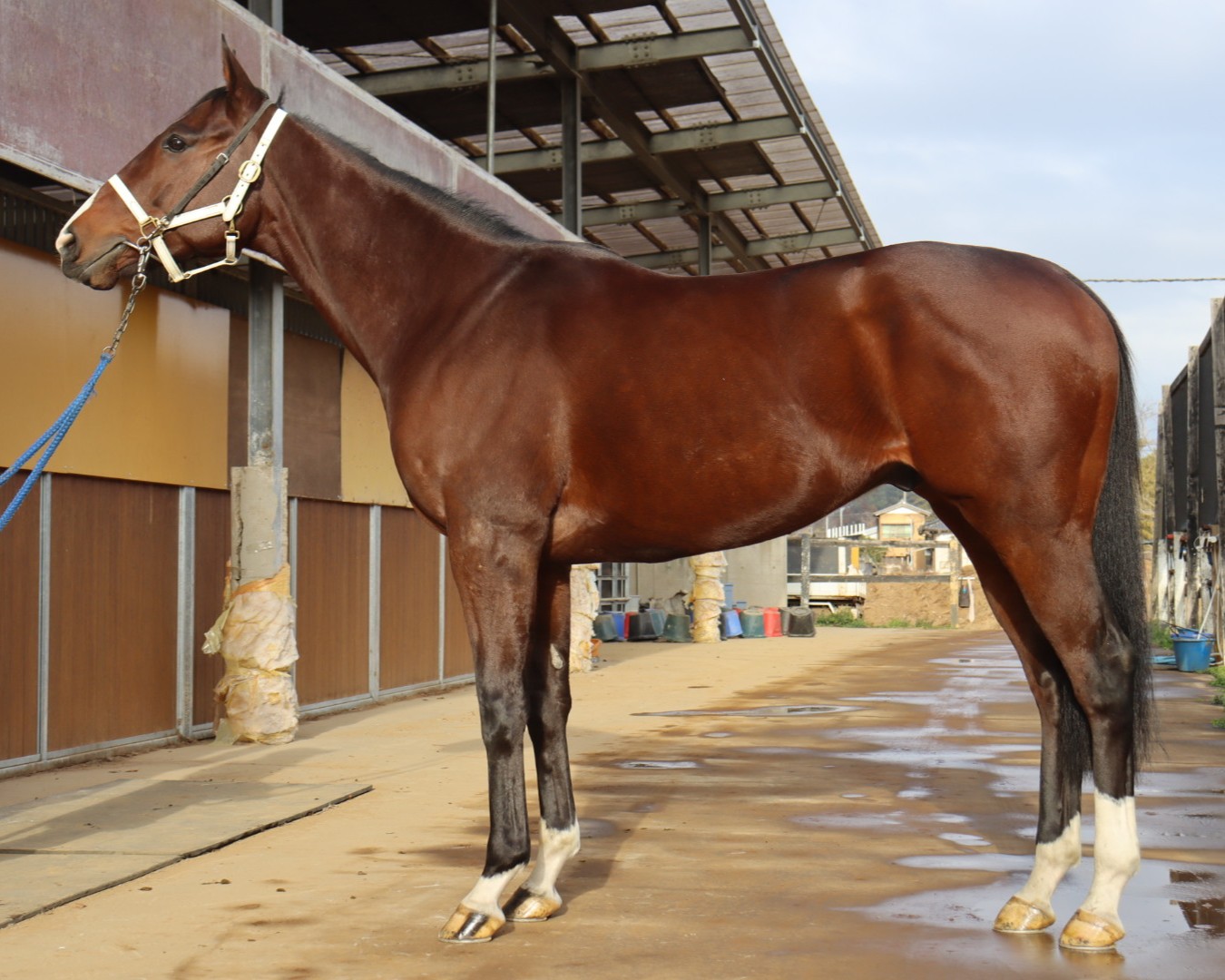 ソッコータルマカ　　セン６歳　　※地方競馬　在籍_main1