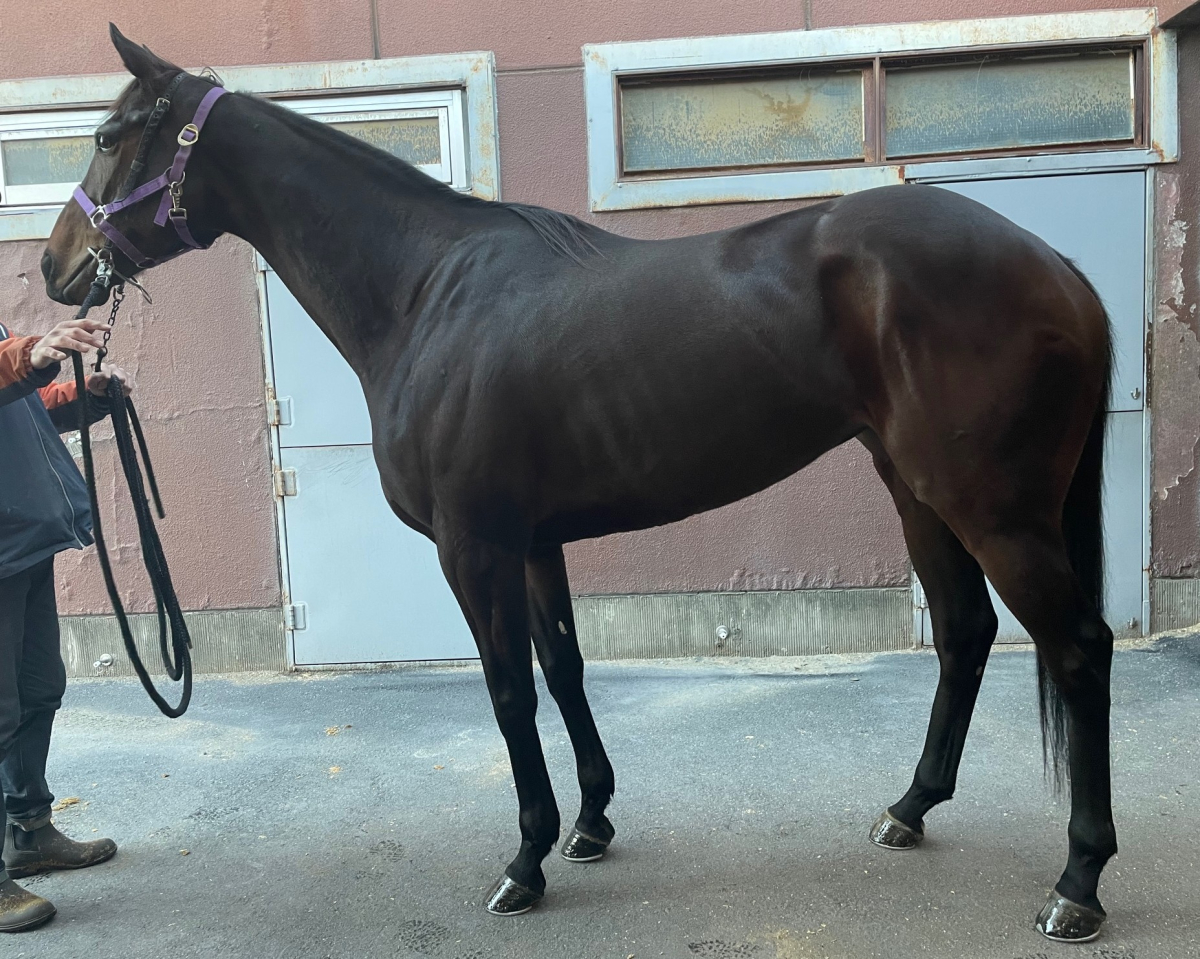 リチェルカータ　　牝９歳　　※地方競馬　在籍_main1