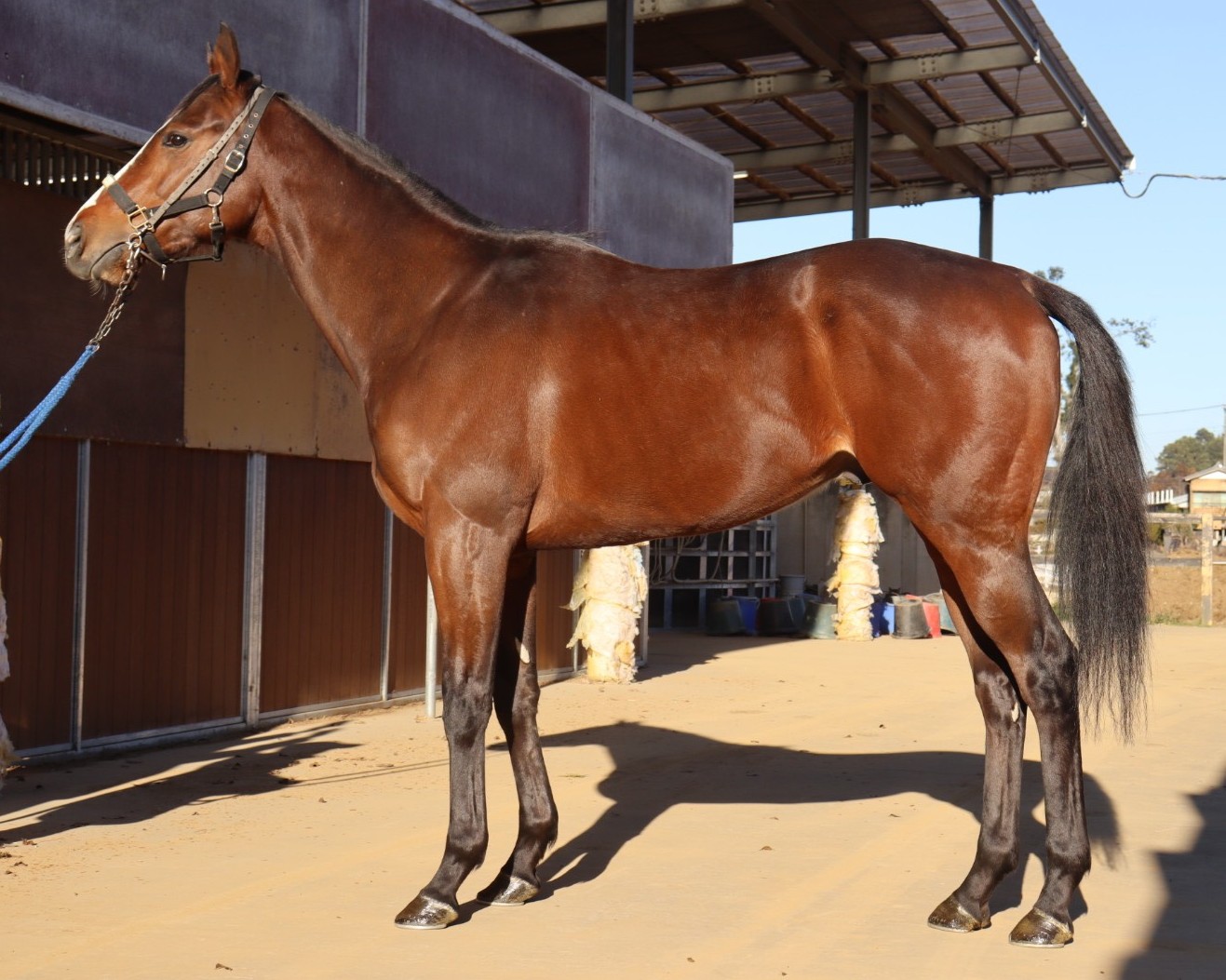 コスモグロボーサ 牡3歳 ※中央競馬 登録抹消 | サラブレッドオークション