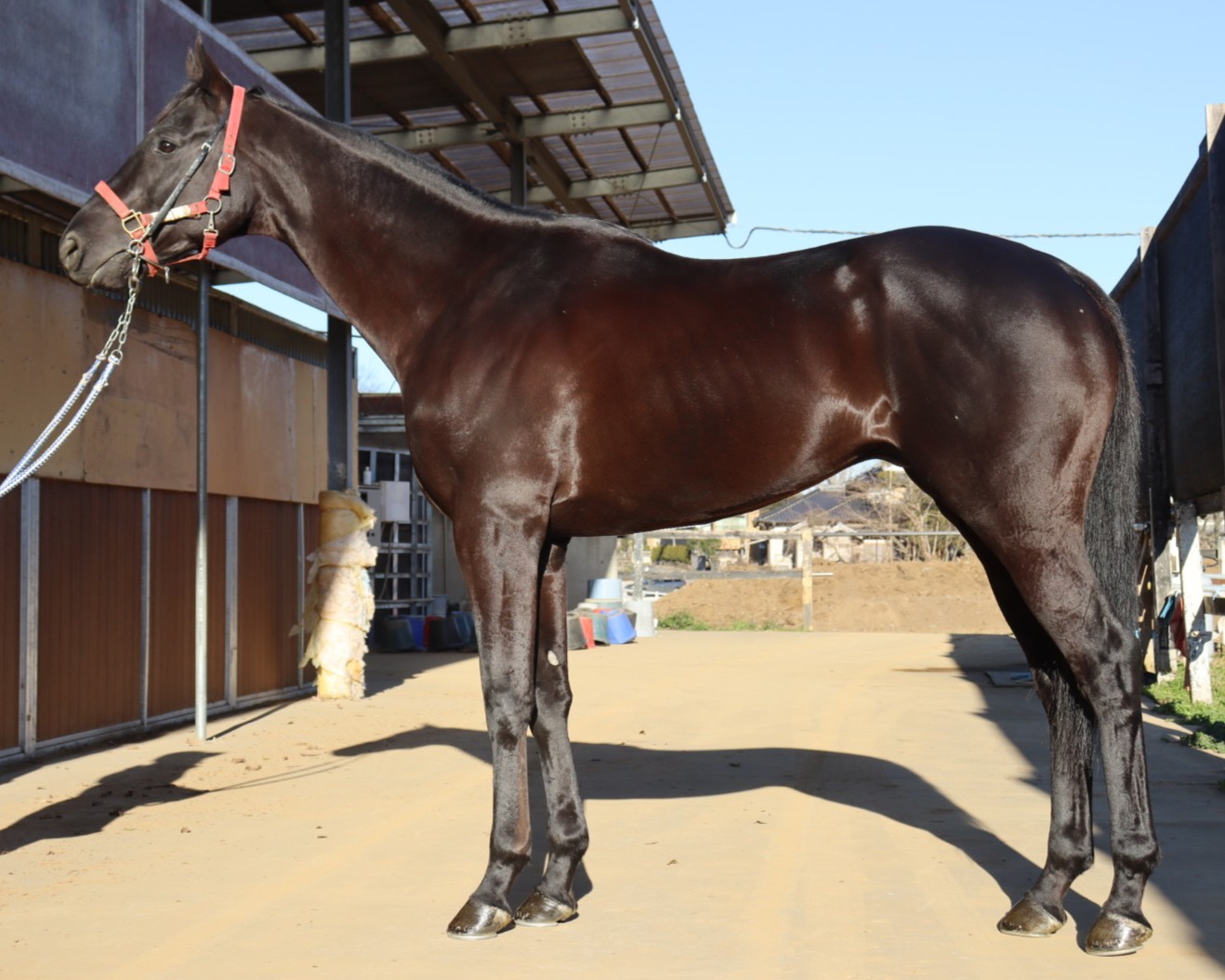 マイネルレグルス 牡5歳 ※中央競馬 登録抹消 | サラブレッドオークション