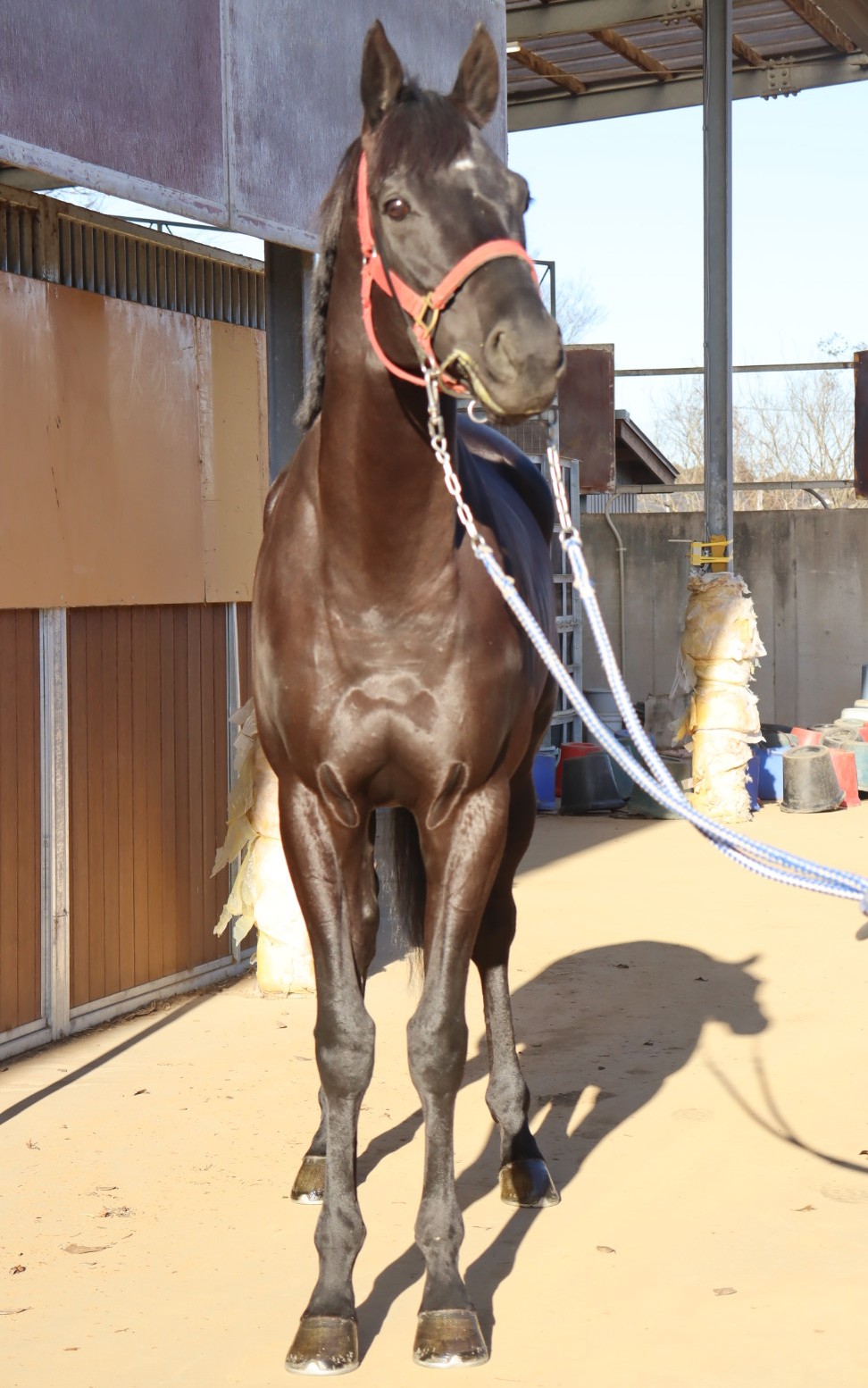 マイネルレグルス 牡5歳 ※中央競馬 登録抹消 | サラブレッドオークション