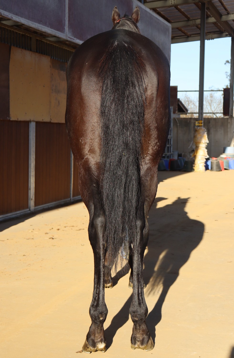 マイネルレグルス 牡5歳 ※中央競馬 登録抹消 | サラブレッドオークション