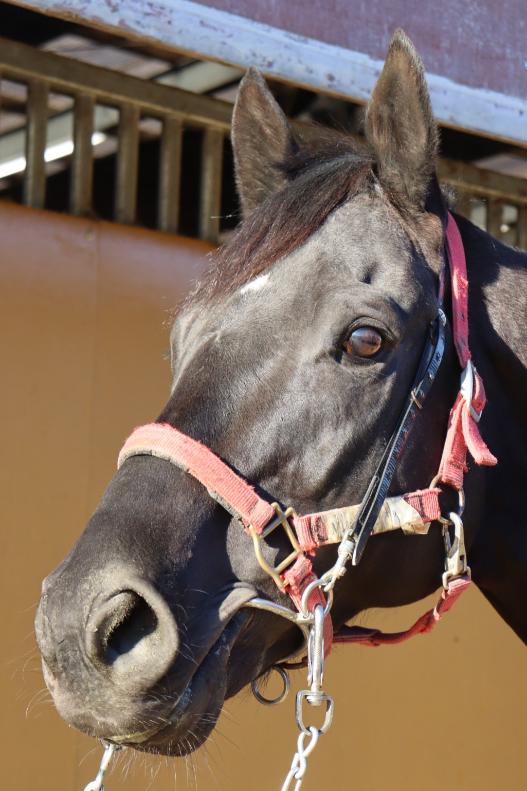 マイネルレグルス 牡5歳 ※中央競馬 登録抹消 | サラブレッドオークション