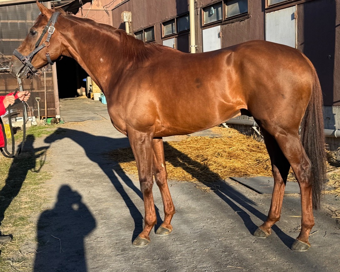 ロイヤルザップ　　牡７歳　　※地方競馬　在籍_main1