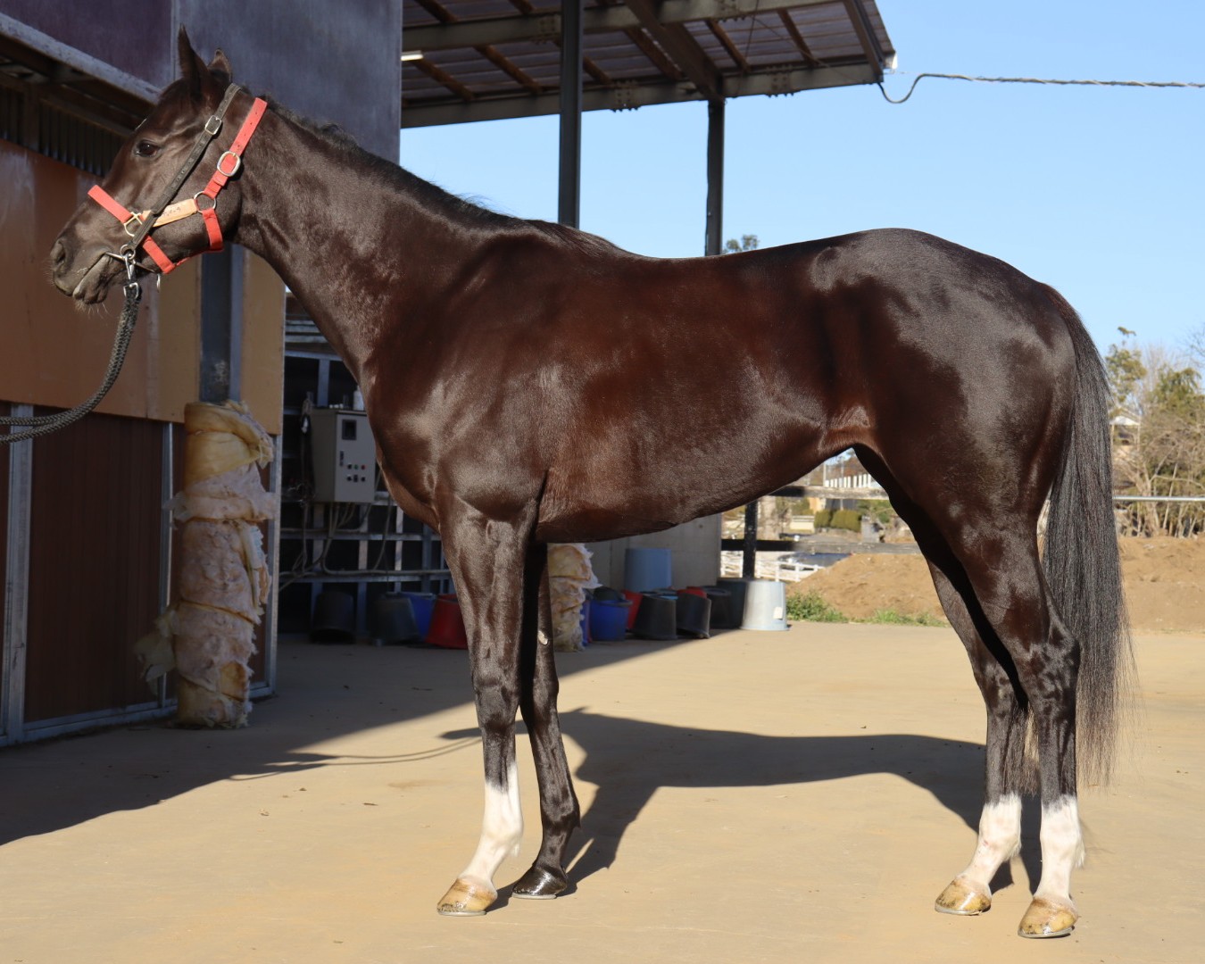 アルティオーラ 牝3歳 ※中央競馬 登録抹消 | サラブレッドオークション