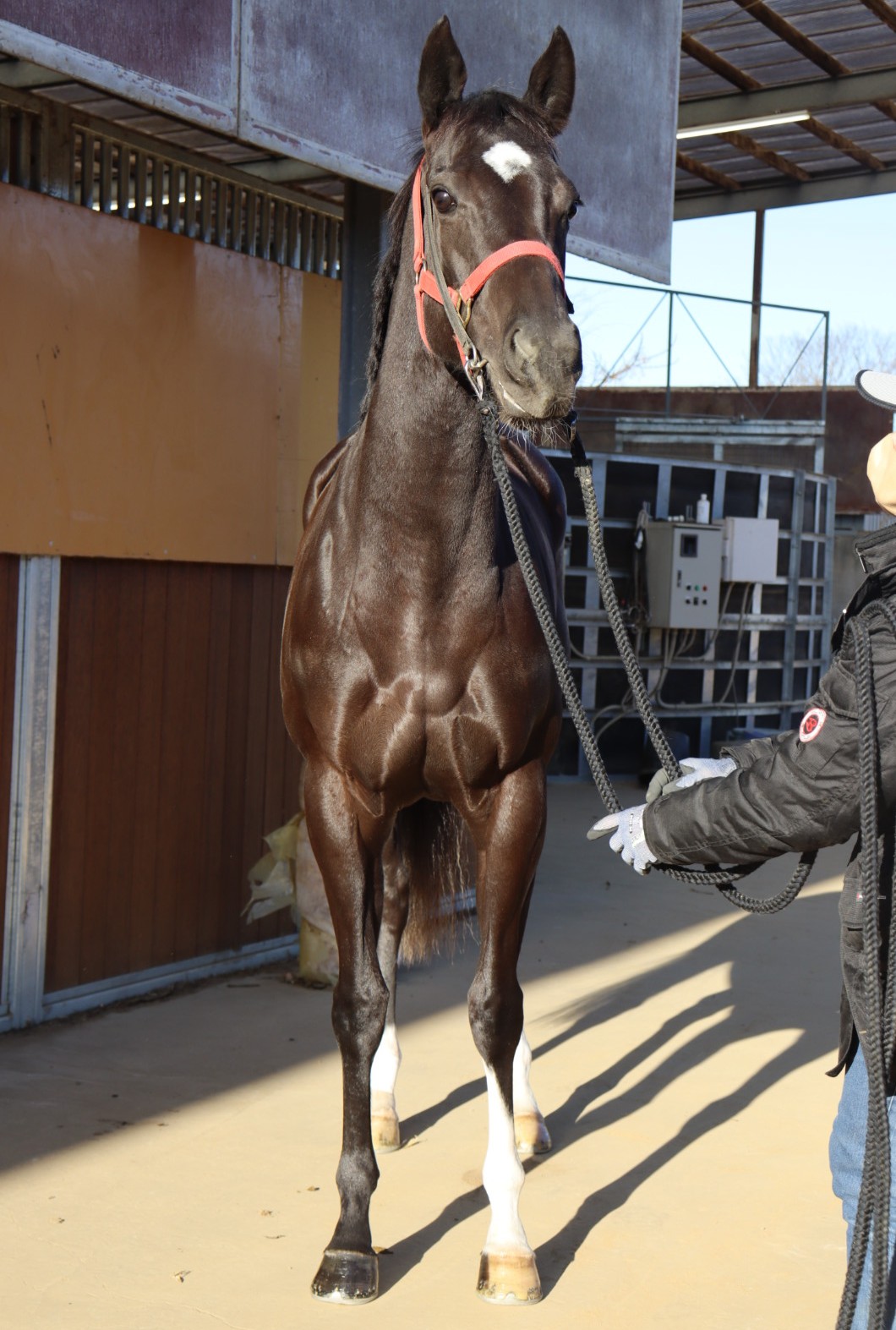 アルティオーラ 牝3歳 ※中央競馬 登録抹消 | サラブレッドオークション