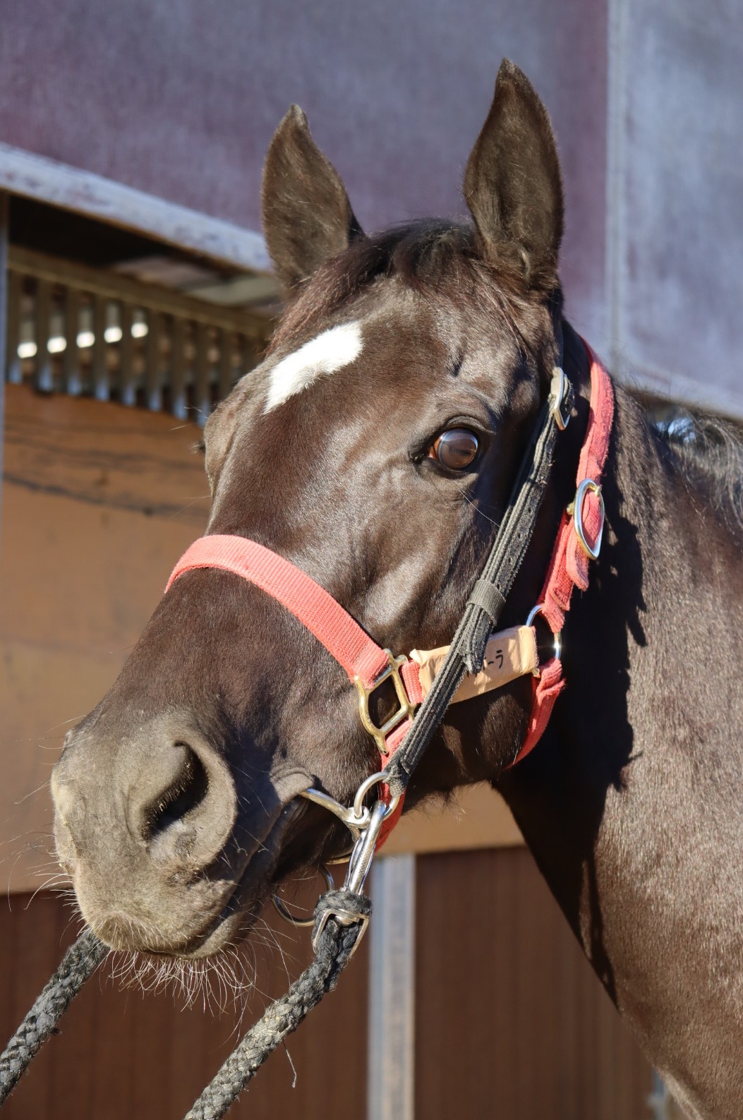 アルティオーラ 牝3歳 ※中央競馬 登録抹消 | サラブレッドオークション