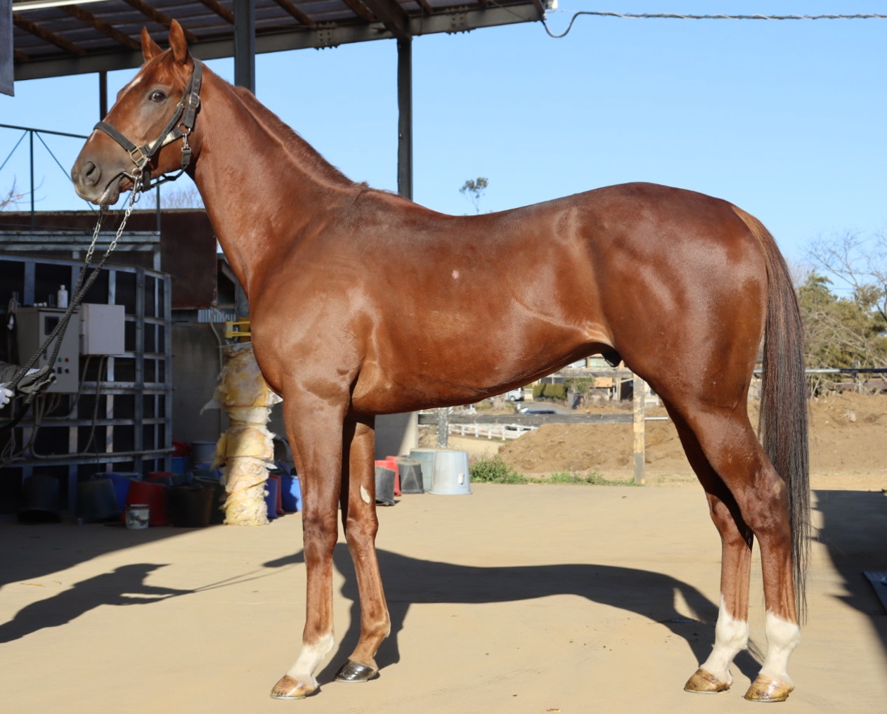 ミスティブルー 牡4歳 ※中央競馬 登録抹消 | サラブレッドオークション