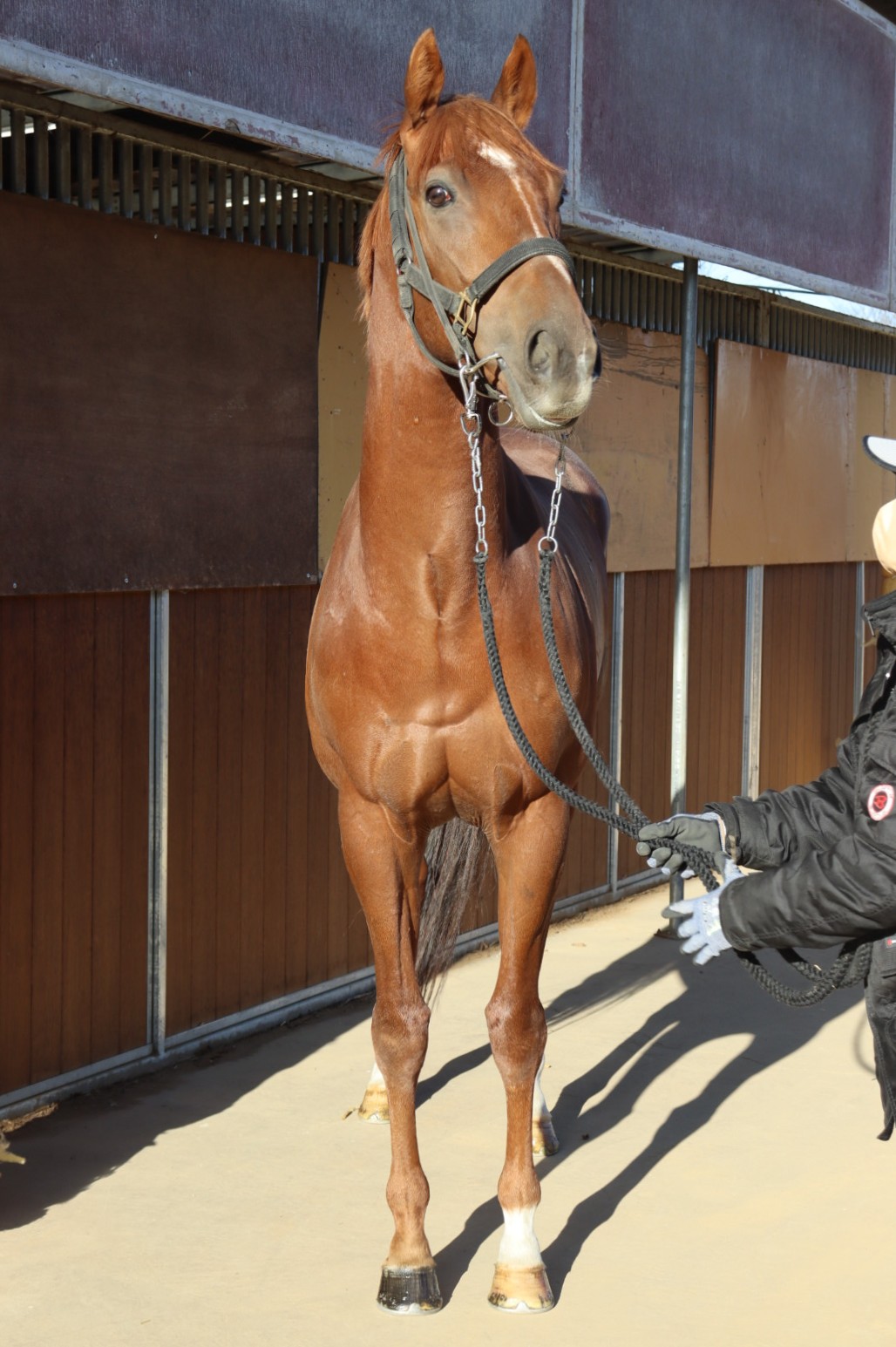 ミスティブルー 牡4歳 ※中央競馬 登録抹消 | サラブレッドオークション