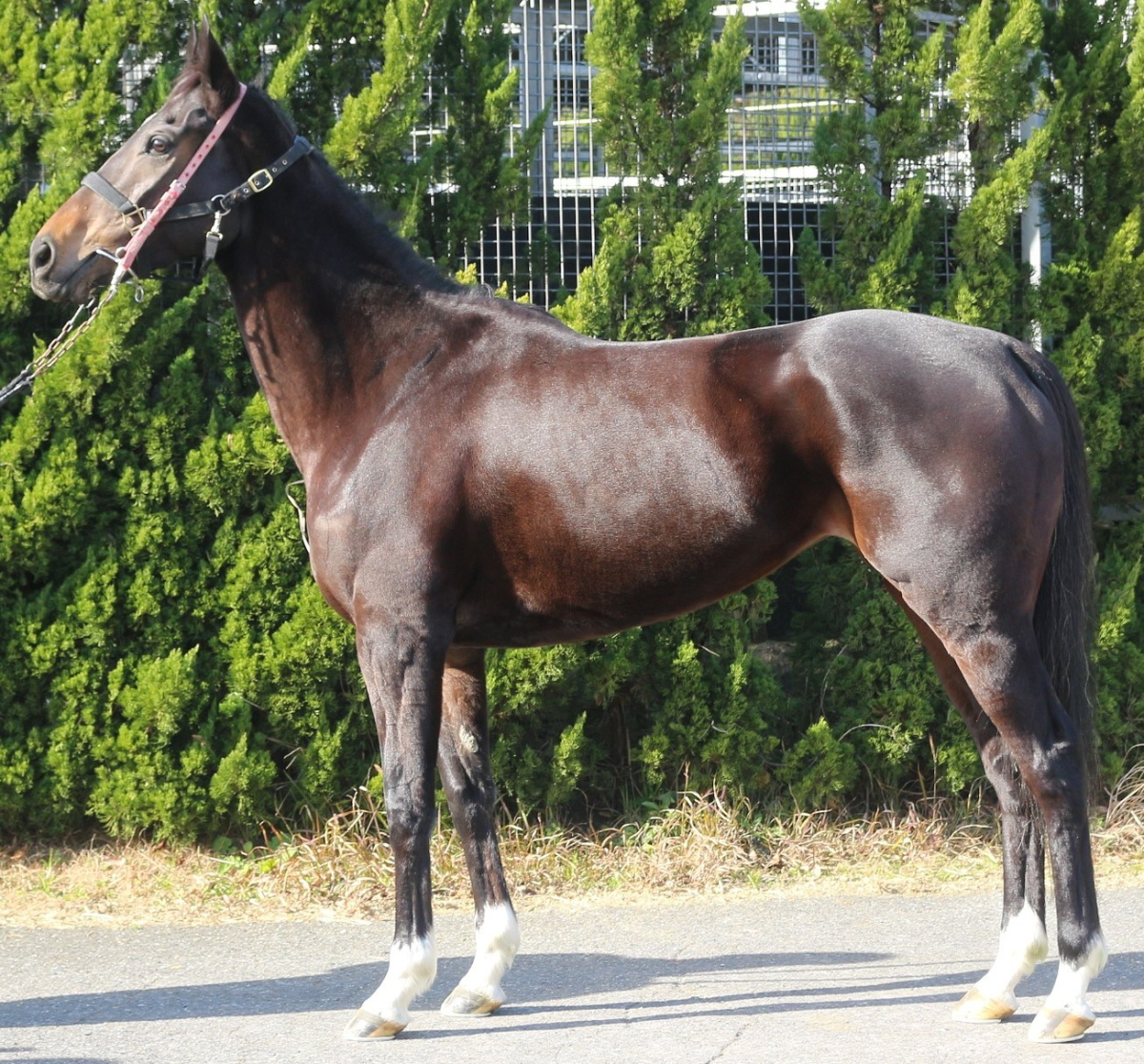 ダークブロンド　　牝６歳　　※中央競馬　登録抹消_main1