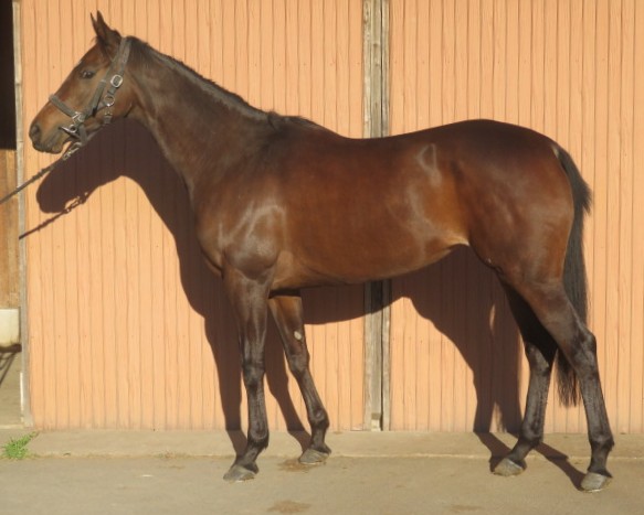 ディーバード　　牝５歳　　※地方競馬　在籍_main1