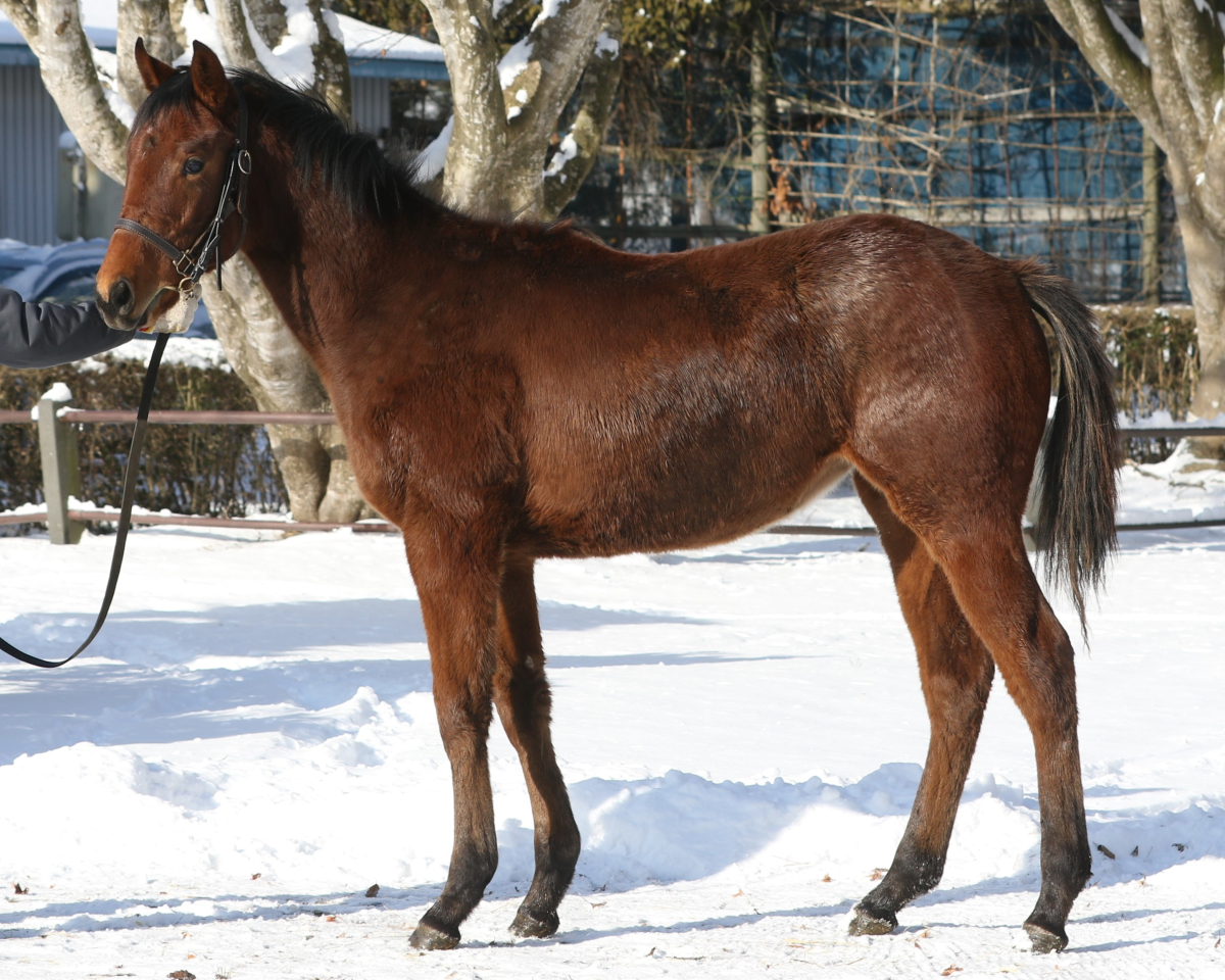 ピクニックソングの25　　牝１歳　　※育成馬　育成中の１歳馬_main1