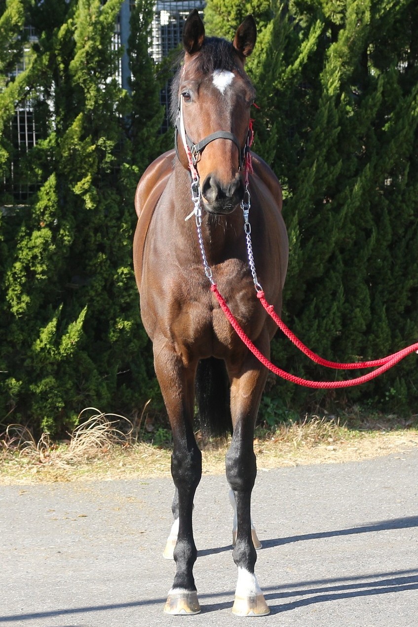 ボックスオフィス セン5歳 ※中央競馬 登録抹消 | サラブレッド