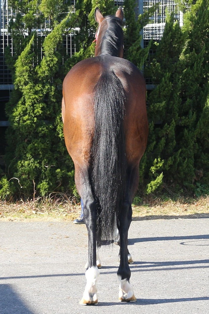 ボックスオフィス セン5歳 ※中央競馬 登録抹消 | サラブレッド