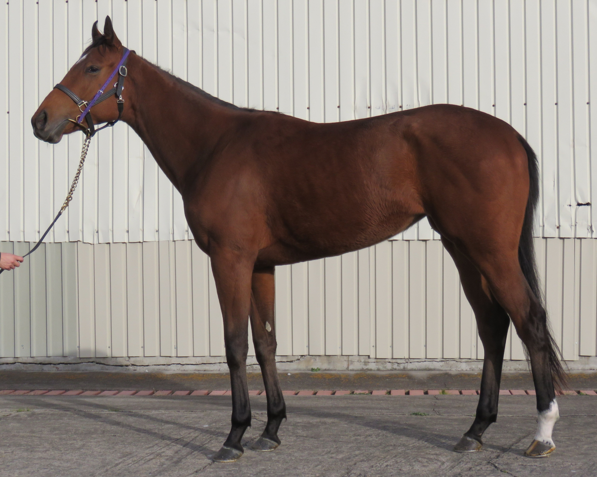 リアルバズダンス　　牝３歳　　※中央競馬　登録抹消　未出走の３歳馬_main1