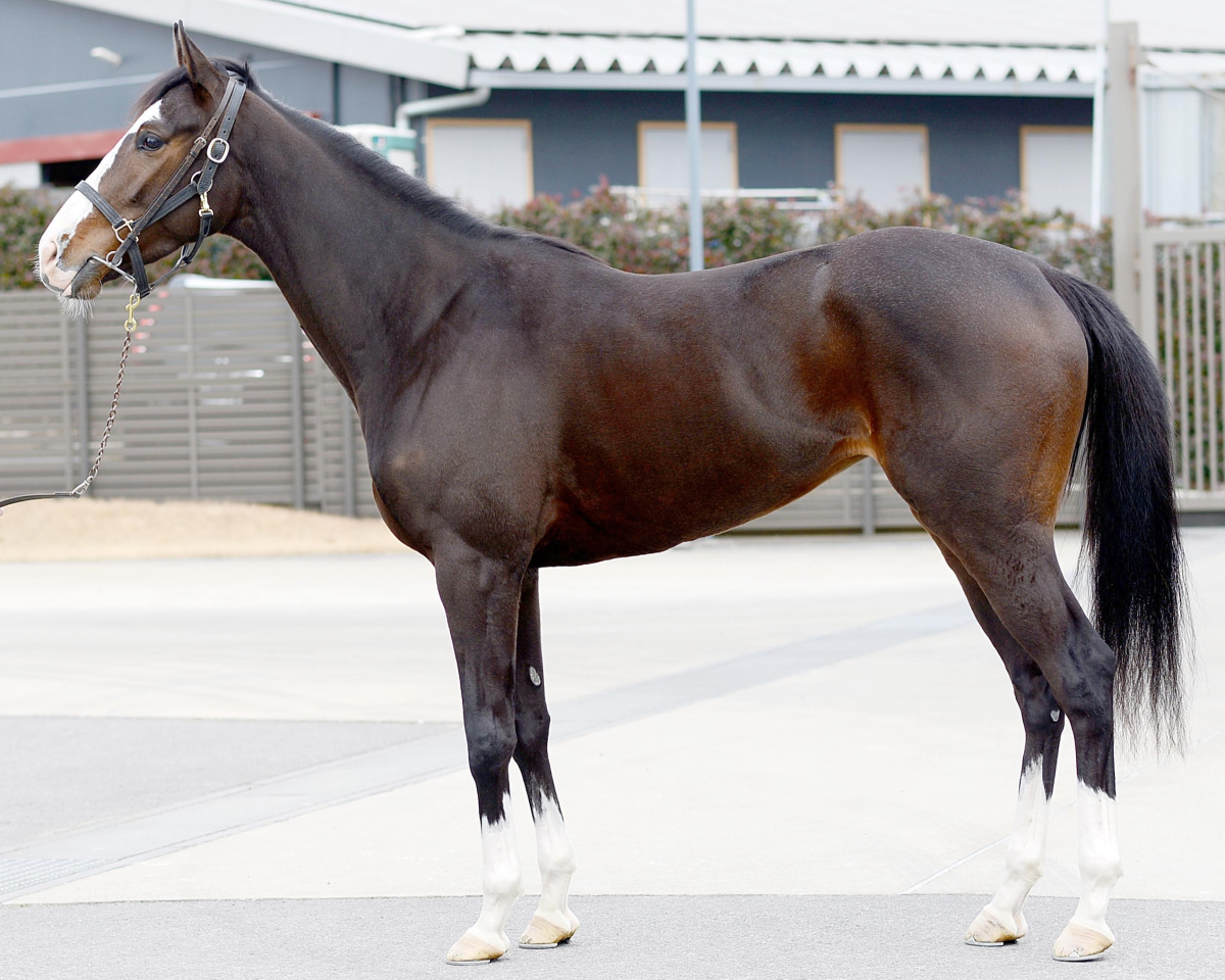 マジョリカ 牝3歳 ※中央競馬 登録抹消 | サラブレッドオークション