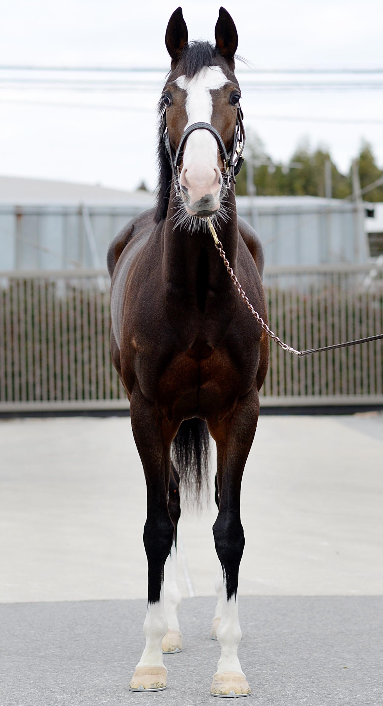 マジョリカ 牝3歳 ※中央競馬 登録抹消 | サラブレッドオークション