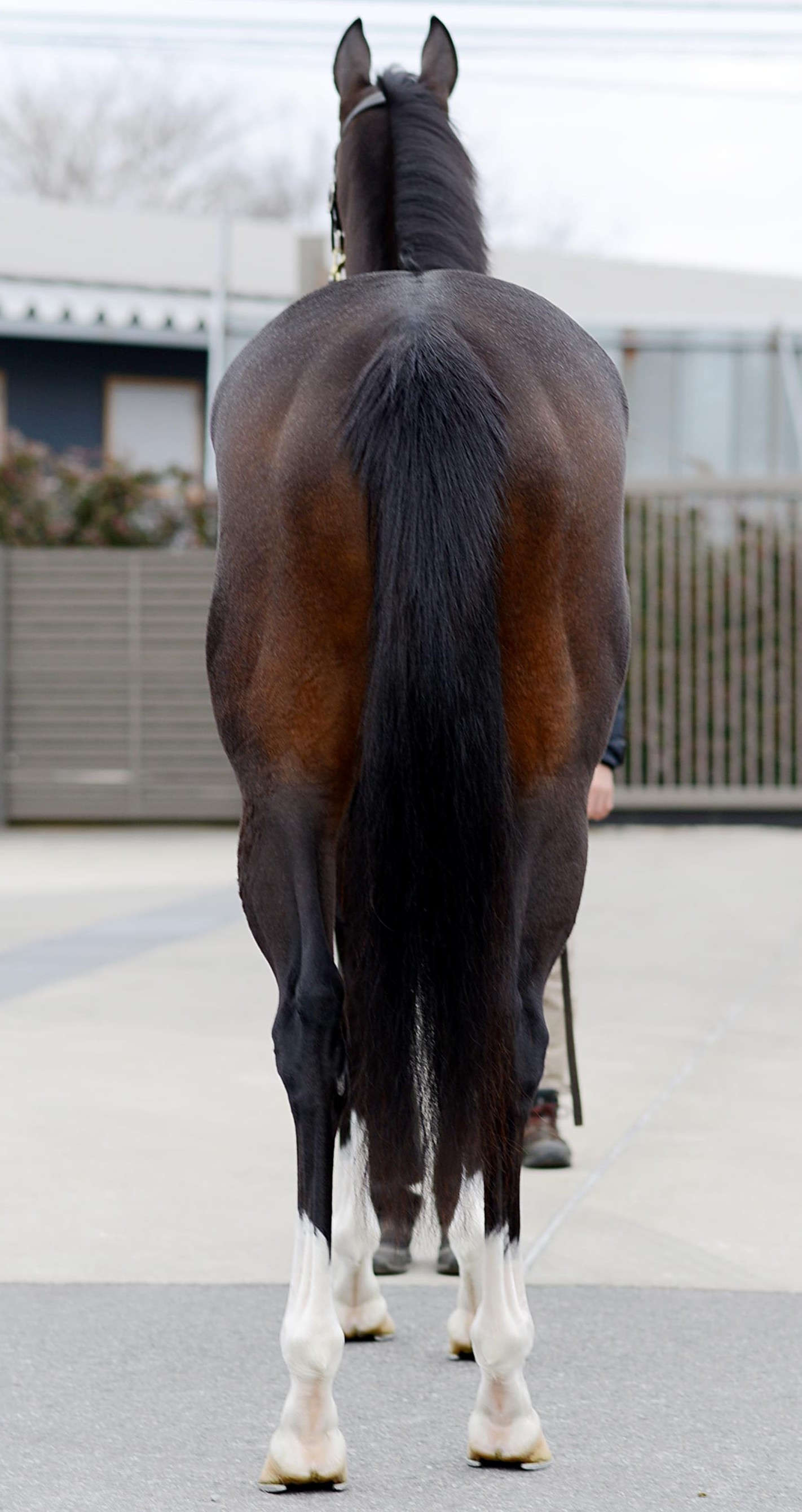 マジョリカ 牝3歳 ※中央競馬 登録抹消 | サラブレッドオークション