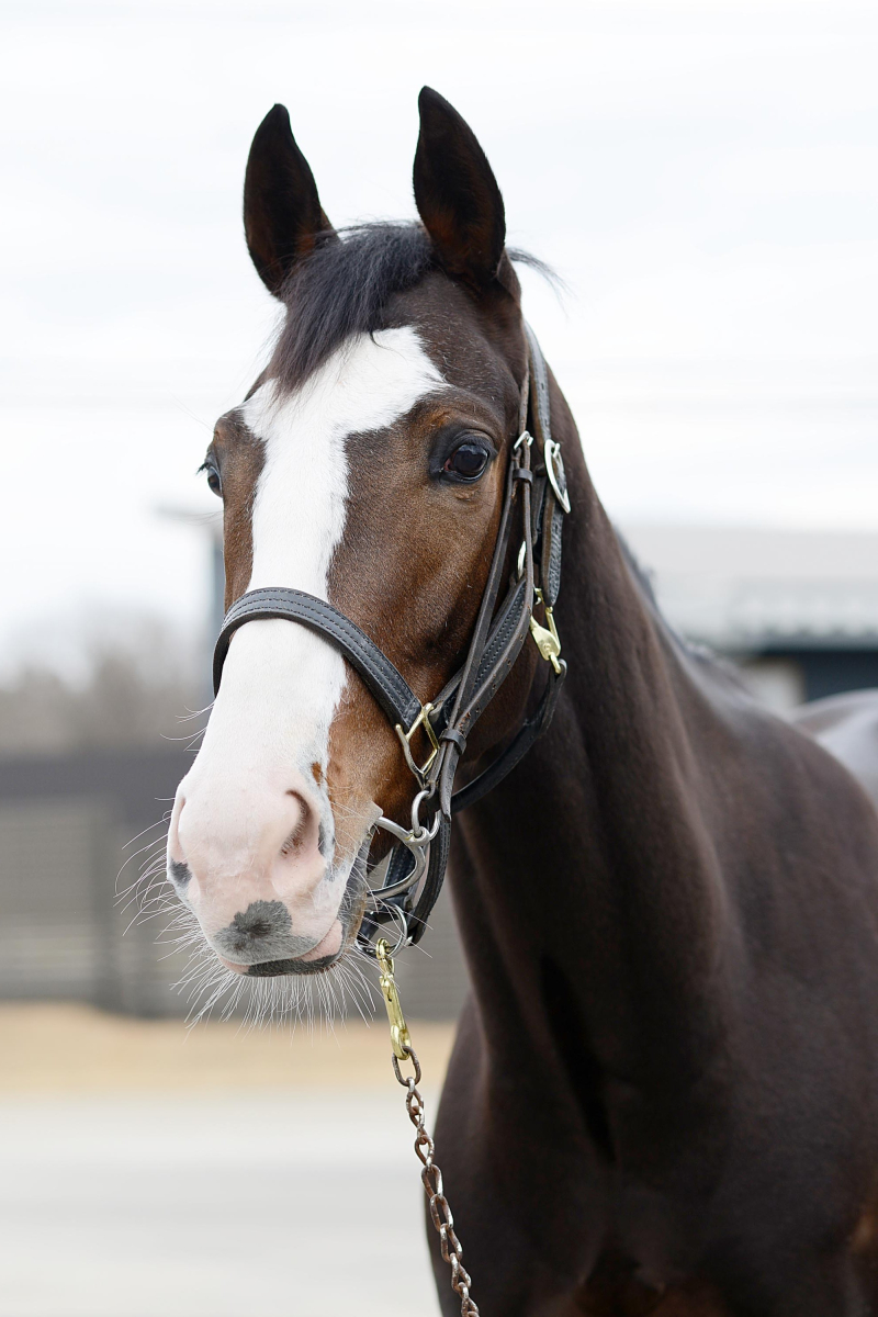 マジョリカ 牝3歳 ※中央競馬 登録抹消 | サラブレッドオークション