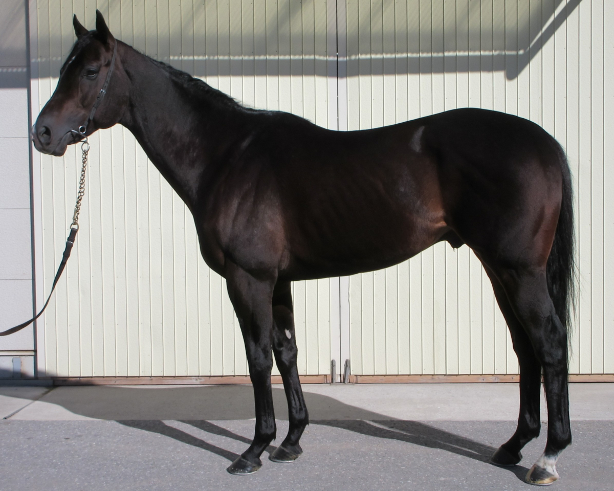 エコロライジン　　牡５歳　　※中央競馬　登録抹消_main1