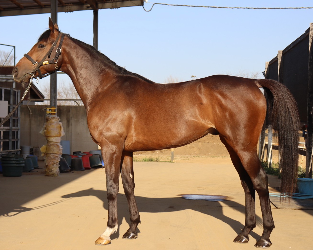 ハードロックスター　　牡４歳　　※地方競馬　在籍_main1