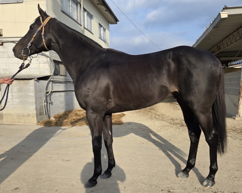 キングオリヴァー　　牡５歳　　※地方競馬　在籍_main1