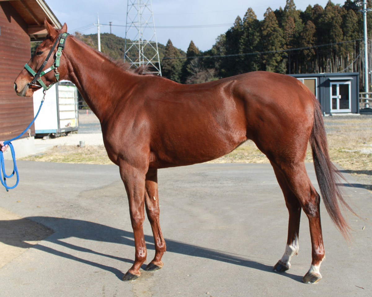 タガノナッシュビル　　牝３歳　　※中央競馬　登録抹消_main1