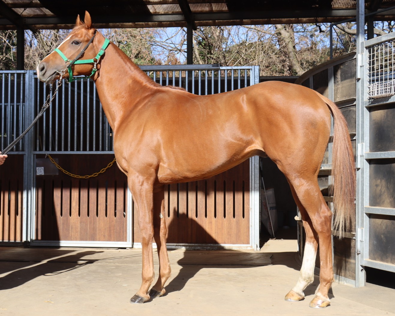 ラシッド　　牡３歳　　※地方競馬　在籍_main1