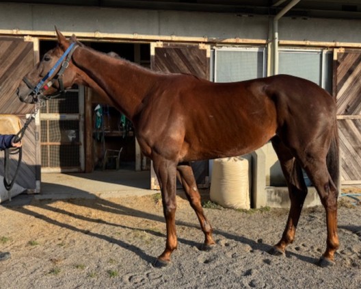 テンケイ セン5歳 ※地方競馬 在籍 | サラブレッドオークション