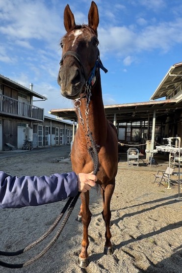 テンケイ セン5歳 ※地方競馬 在籍 | サラブレッドオークション