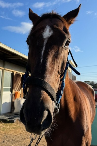 テンケイ セン5歳 ※地方競馬 在籍 | サラブレッドオークション