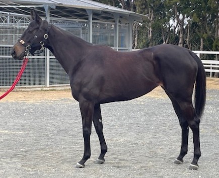 フェレザ　　牝５歳　　※地方競馬　在籍_main1