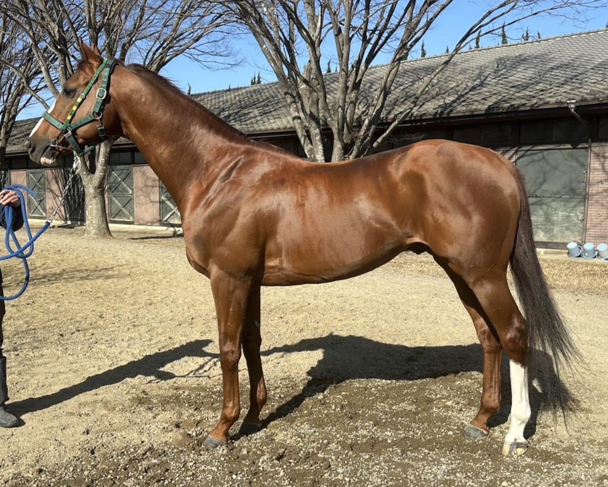 ヴェルテックス　　牡９歳　　※地方競馬　在籍_main1