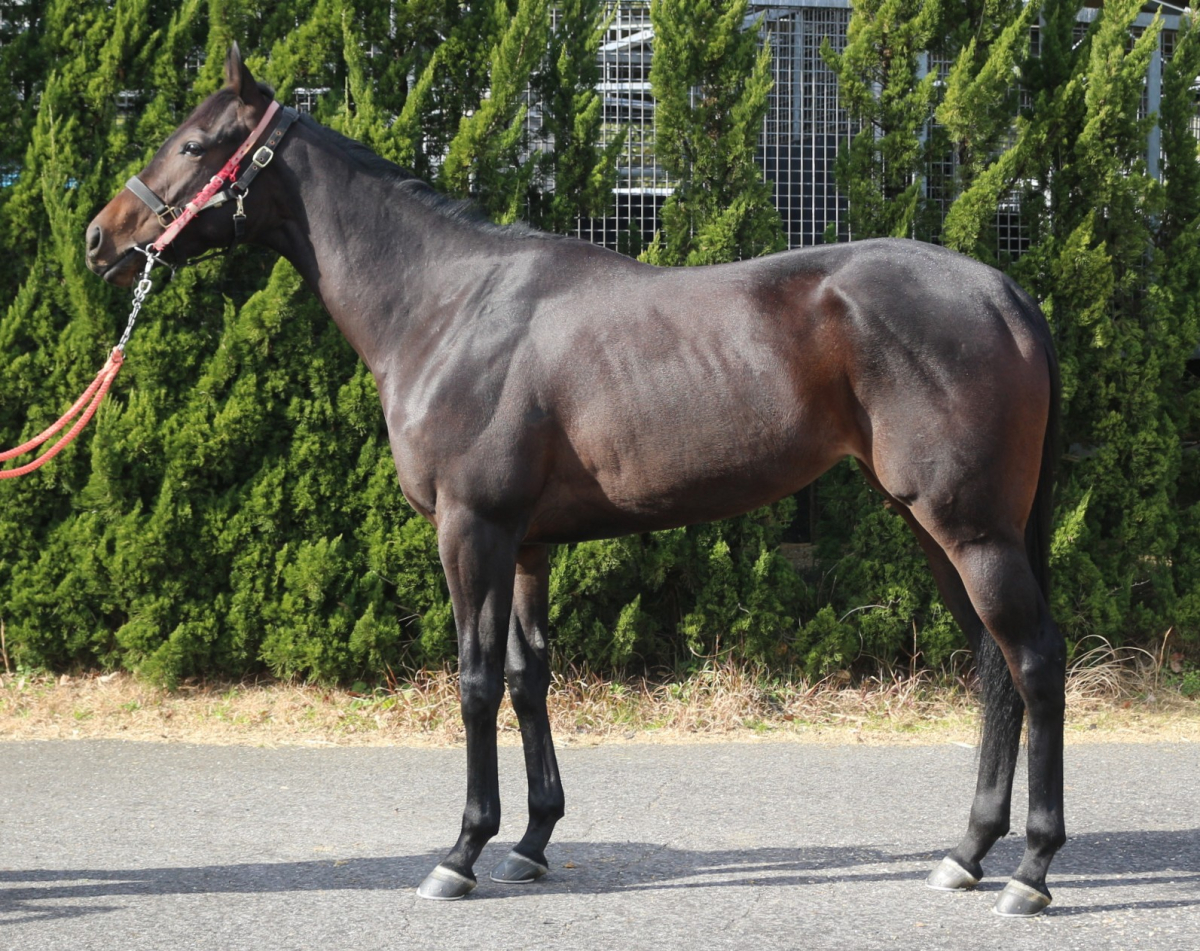 ポエティックデール　　牝３歳　　※繁殖牝馬（空胎）_main1