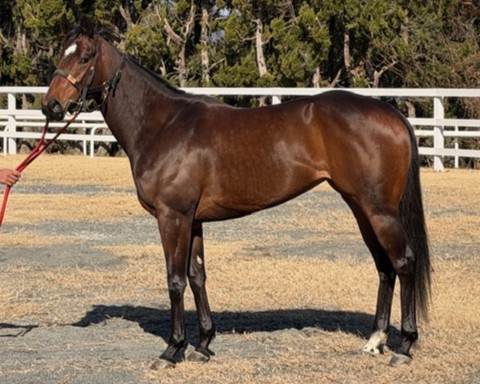 ルミナスクイーン　　牝３歳　　※中央競馬　登録抹消_main1