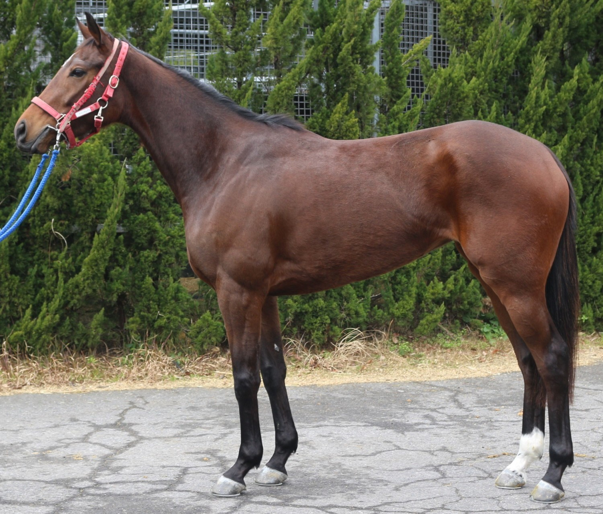 ウインアレグロ　　牝３歳　　※中央競馬　登録抹消_main1