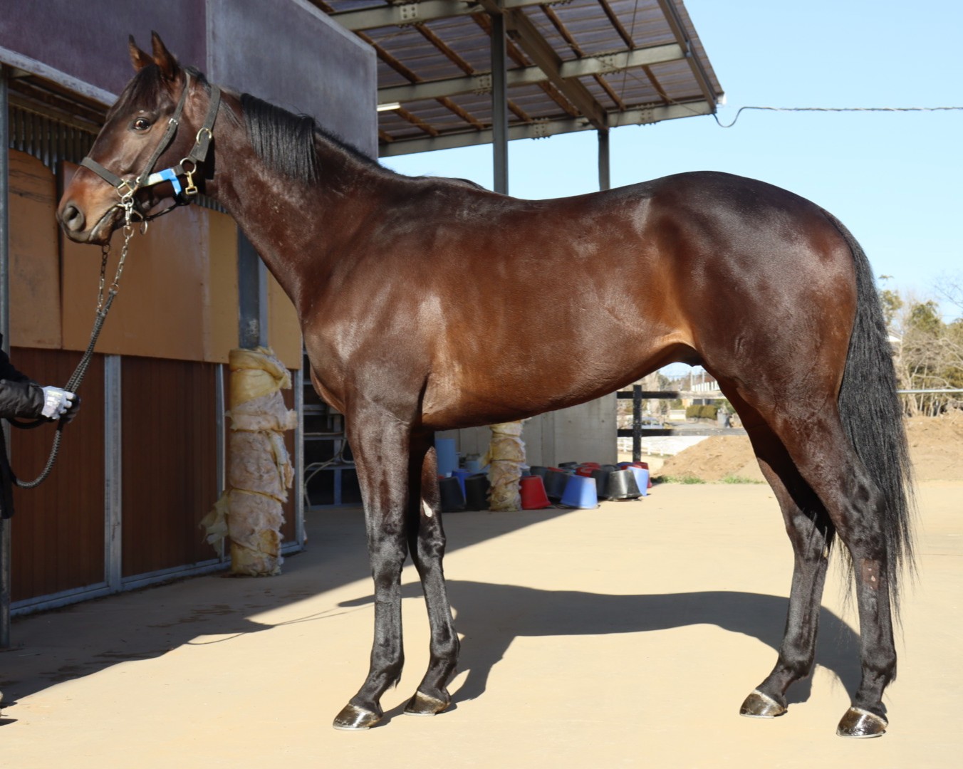 キーチデッドミラー　　牡３歳　　※中央競馬　登録抹消_main1